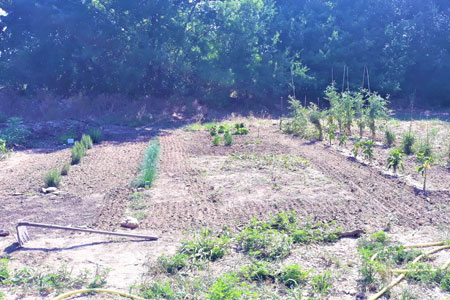 clé verte au camping la source en ardeche meridionale