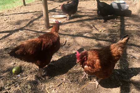 poules camping la source ardeche